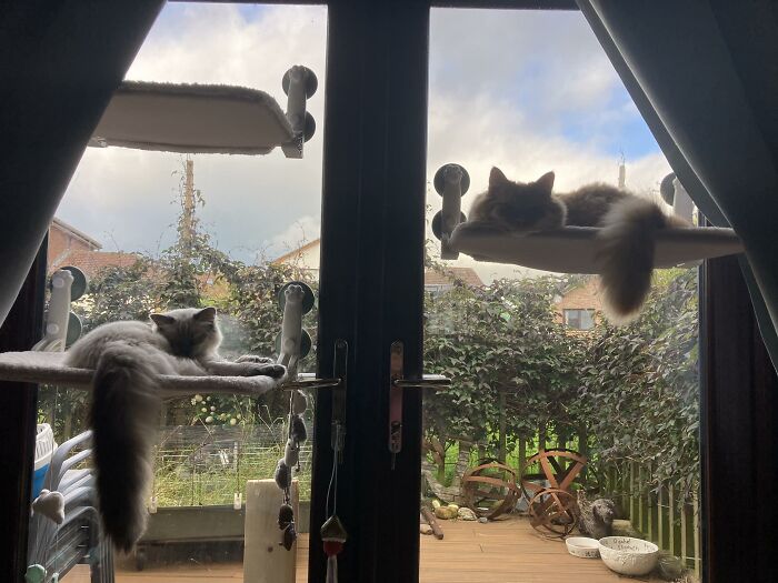 Cat-Friendly-Environments-Catification