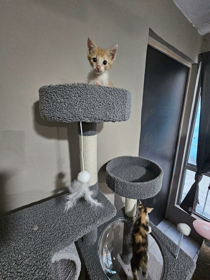 Cat-Friendly-Environments-Catification