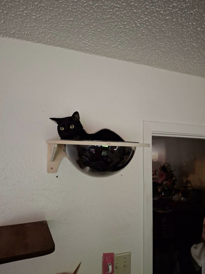 Cat-Friendly-Environments-Catification