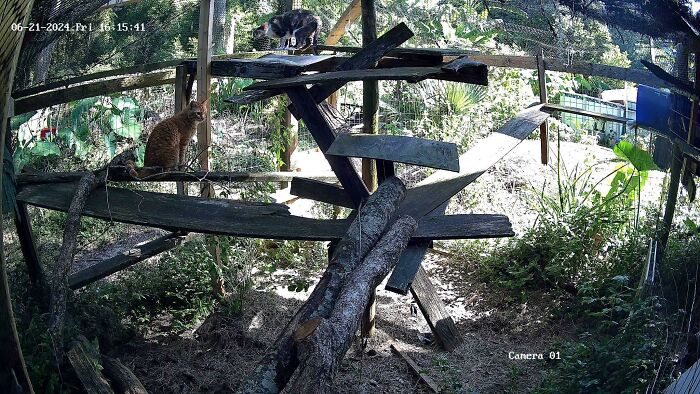 Cat-Friendly-Environments-Catification