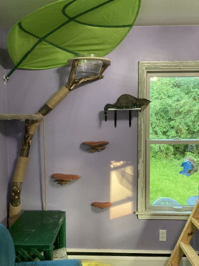 Cat-Friendly-Environments-Catification