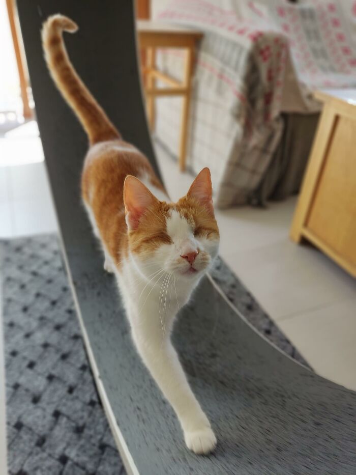 Cat-Friendly-Environments-Catification