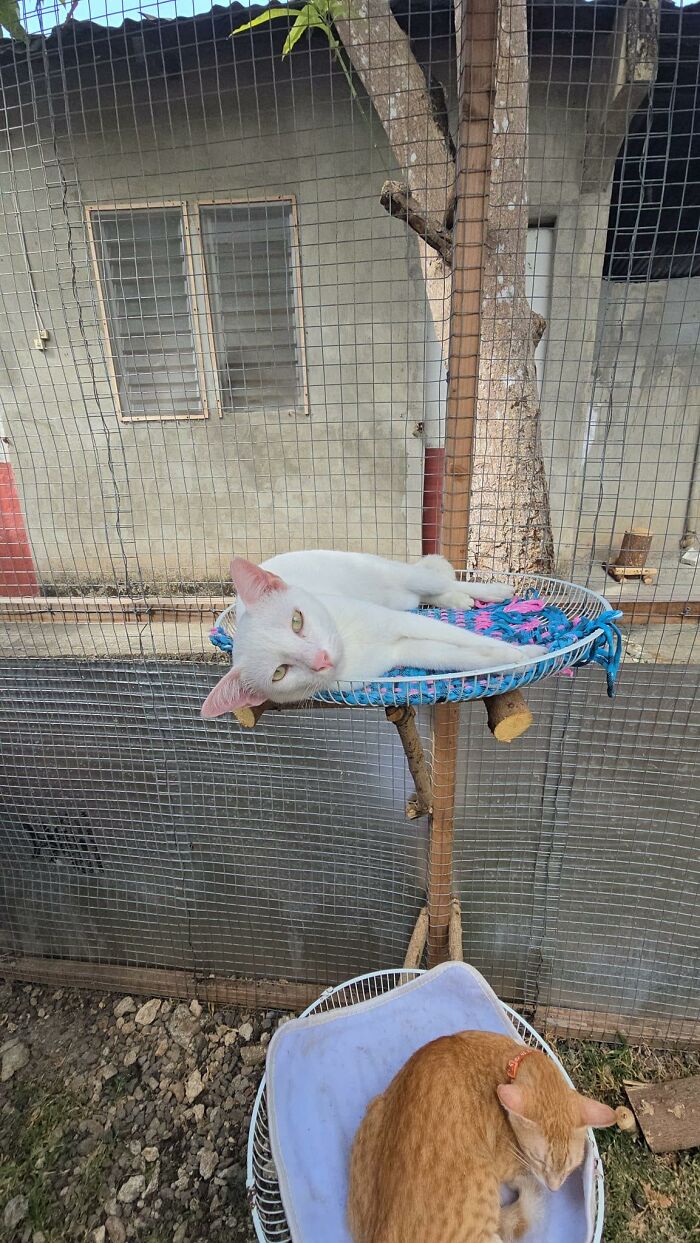 Cat-Friendly-Environments-Catification