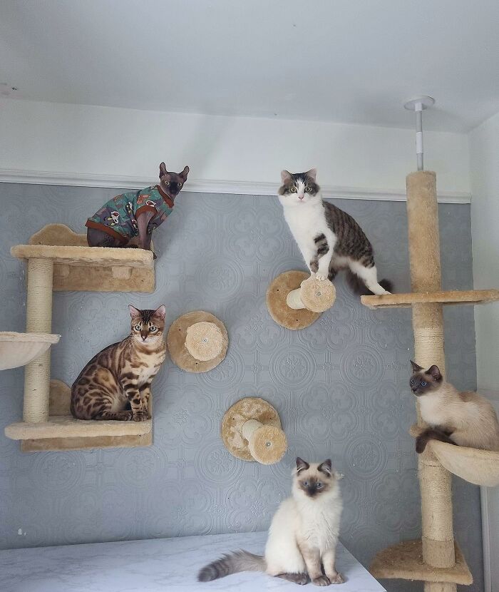 Cat-Friendly-Environments-Catification