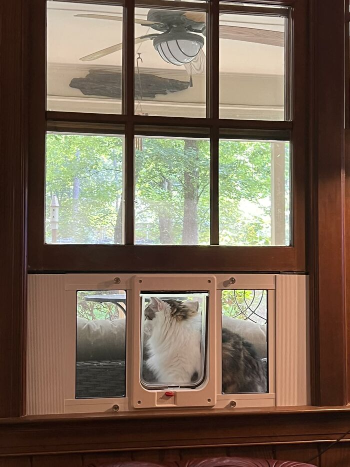 Cat-Friendly-Environments-Catification