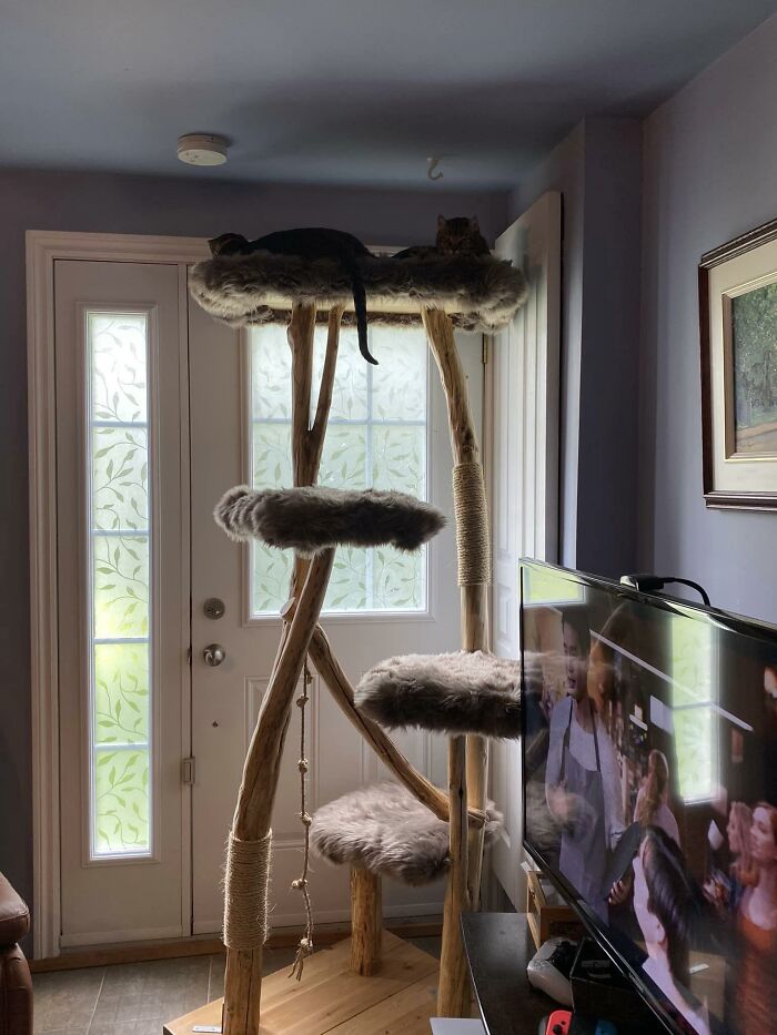 Cat-Friendly-Environments-Catification