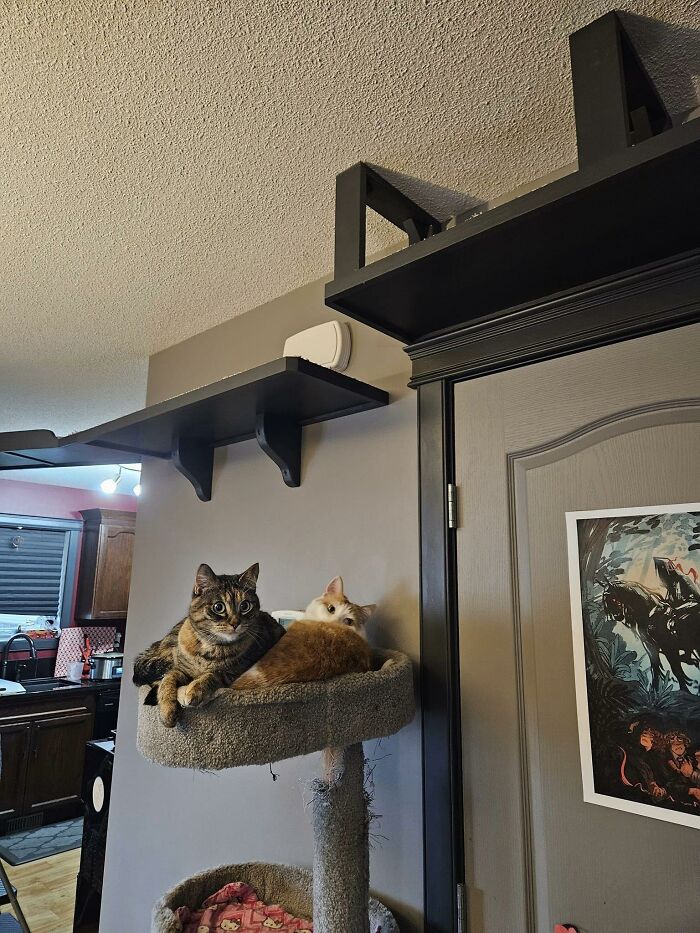 Cat-Friendly-Environments-Catification