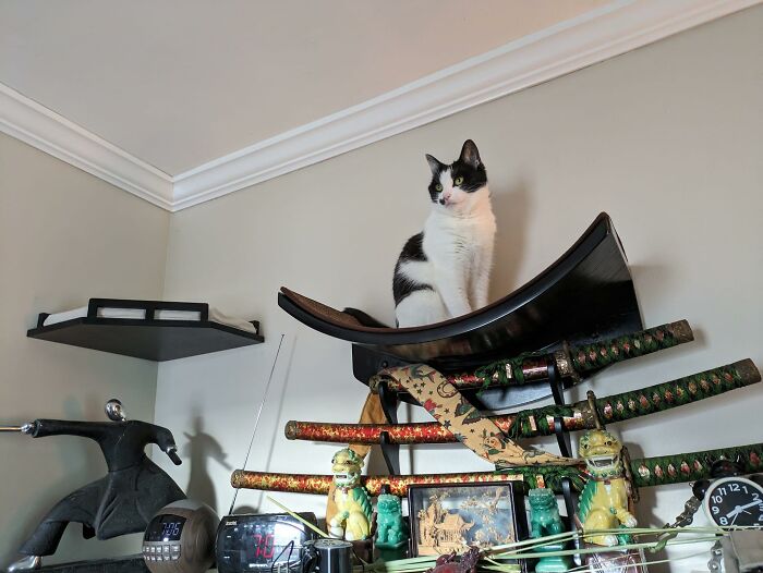 Cat-Friendly-Environments-Catification