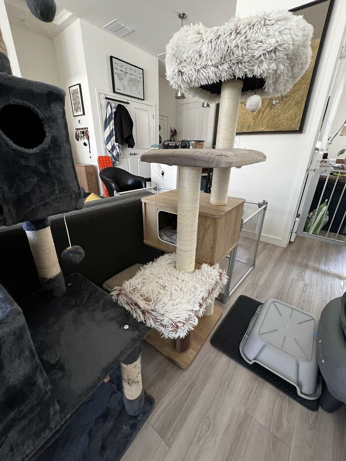 Cat-Friendly-Environments-Catification