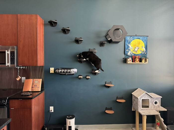 Cat-Friendly-Environments-Catification