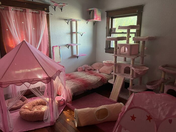 Cat-Friendly-Environments-Catification