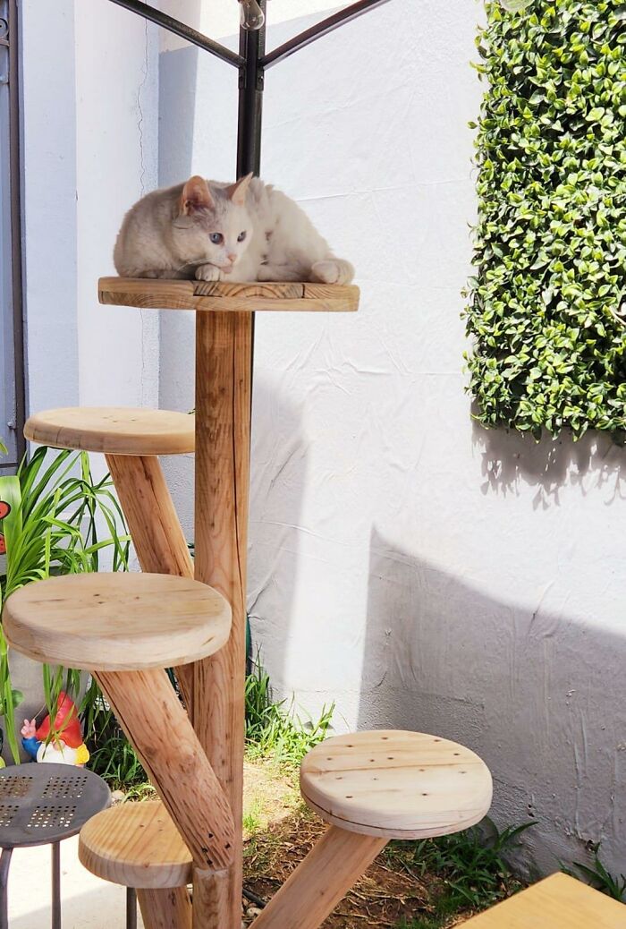 Cat-Friendly-Environments-Catification