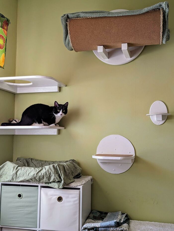 Cat-Friendly-Environments-Catification