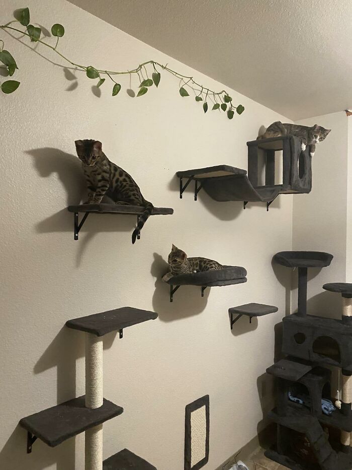 Cat-Friendly-Environments-Catification