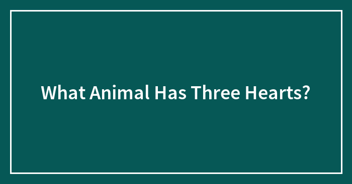 What Animal Has Three Hearts?
