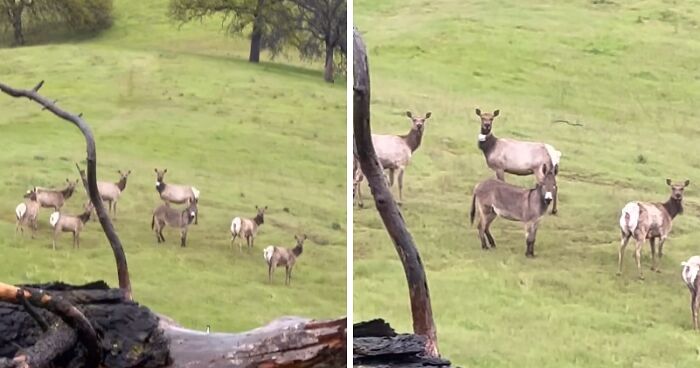 Donkey “Adopted” By Herd Of Elk Believed To Be Beloved Pet Lost Five Years Ago