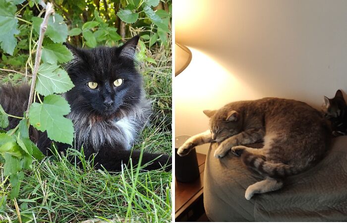 Hey Pandas, Show Me Your Pets (Closed)