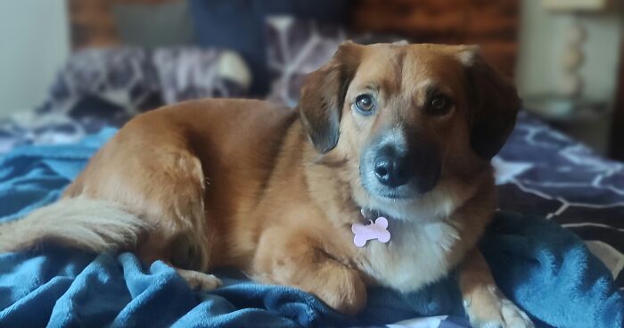 Hey Pandas, Share Your Dog’s Pictures (Closed)