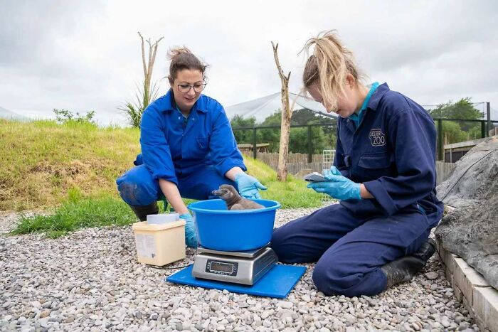 11 Adorable Humboldt Penguin Chicks Are Melting Hearts All Over The Internet