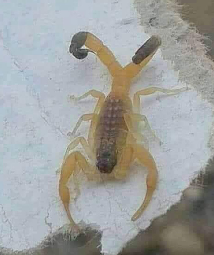 De todas las mutaciones posibles...