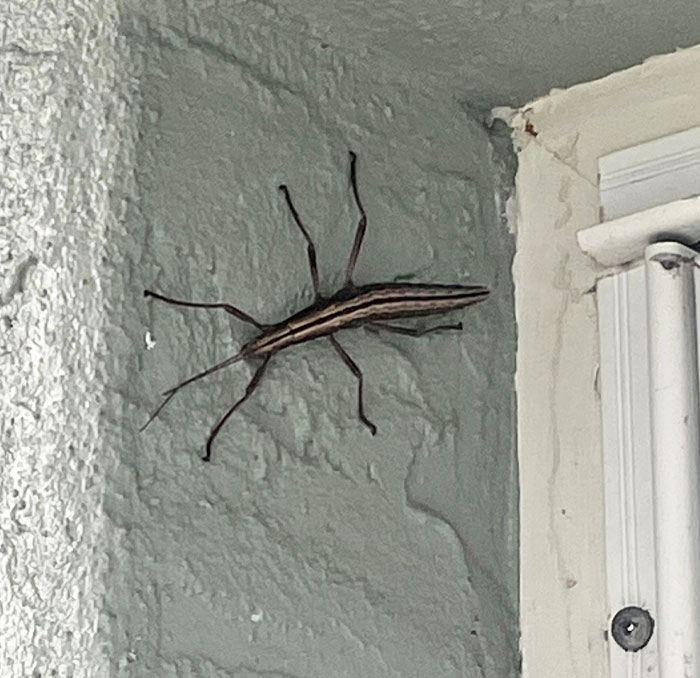 What Might This Be? Is It A Fishing Lure? It's Huge (South Florida)