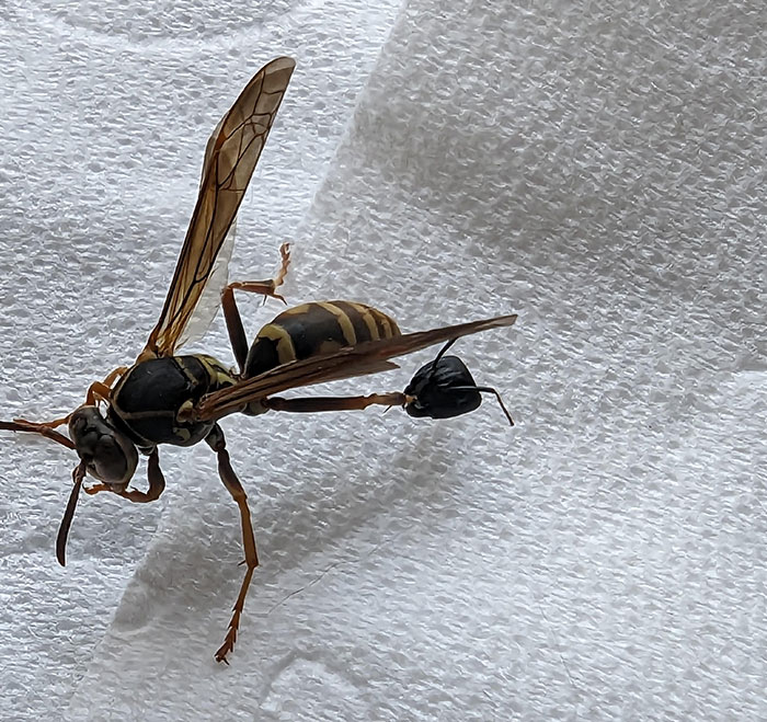 Esta avispa estaba volando por mi casa y tenía una cabeza de hormiga enganchada