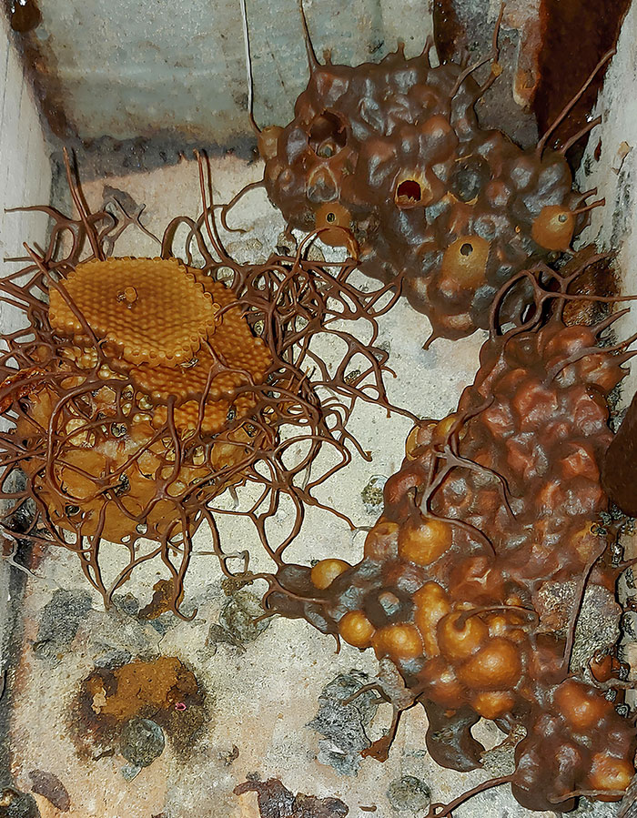 Interior de una colmena de cierto tipo de abeja