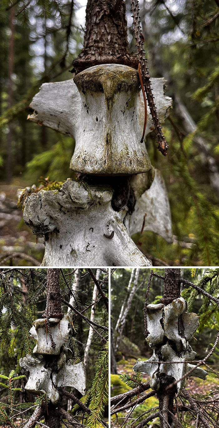 A Tree That Has Grown Around And Inside A Piece Of Spine