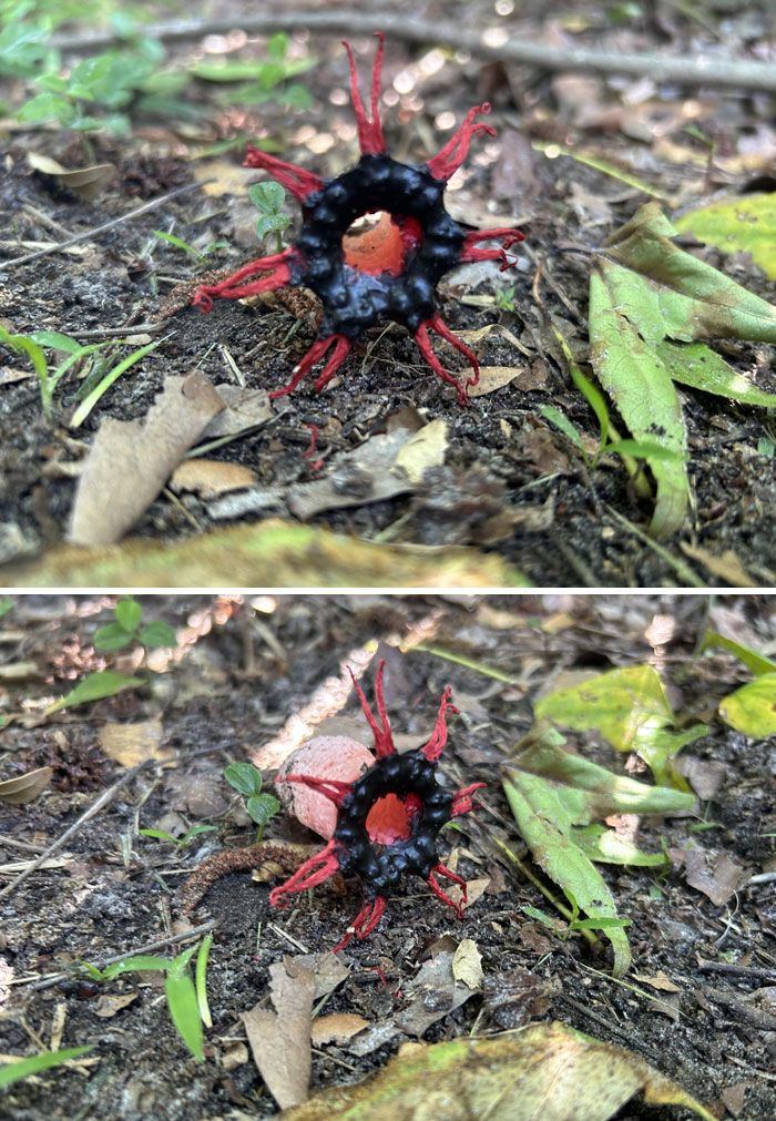 Este hongo de aspecto malvado en mi patio