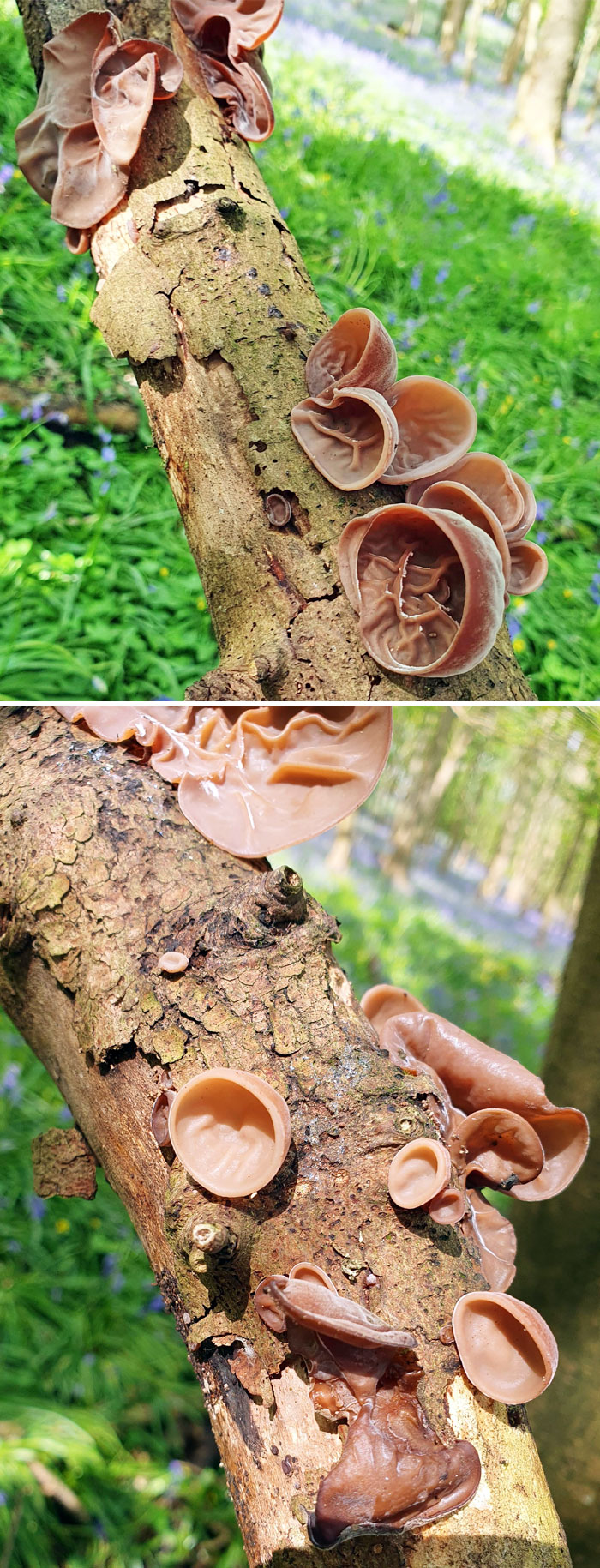 Lo encontré mientras paseaba al perro