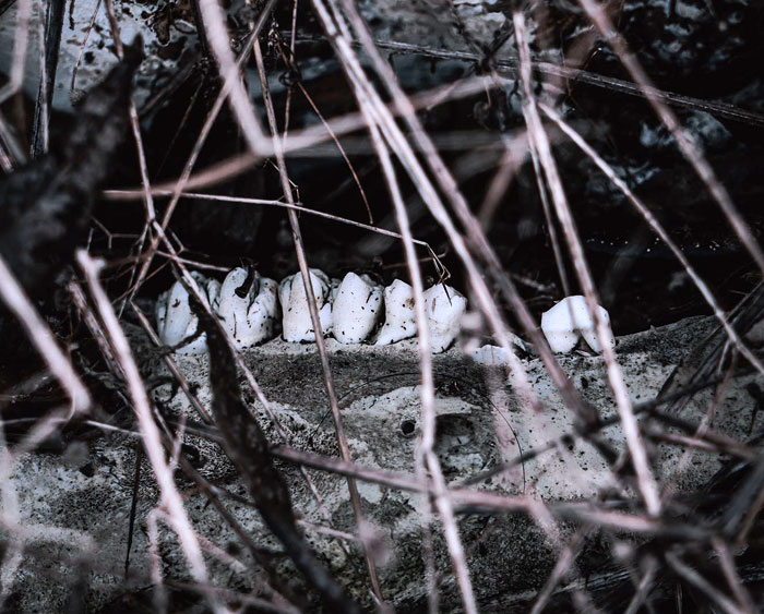 Found Some Creepy Teeth