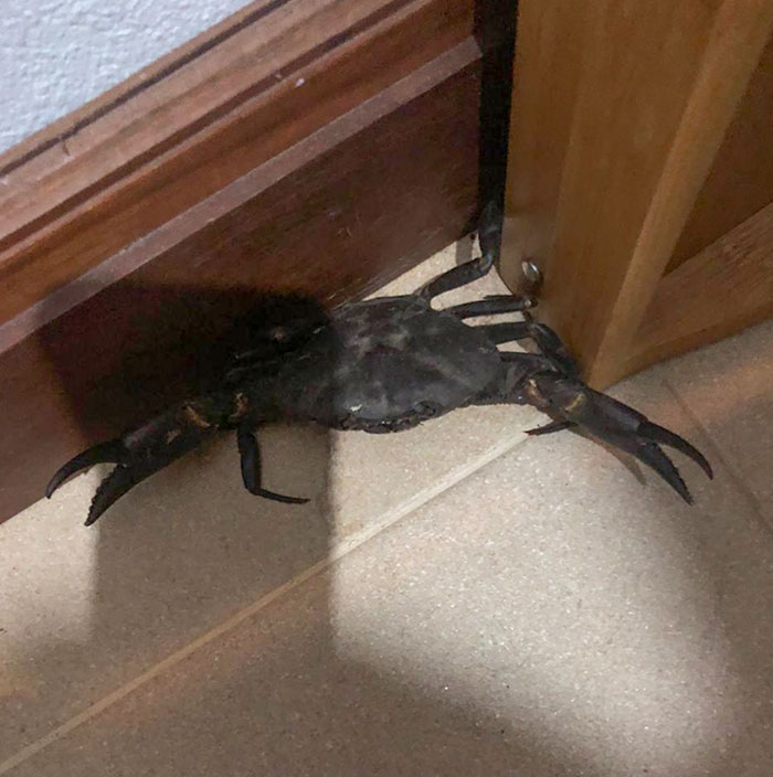 Woke Up To See This In My Kitchen, I Live In The Middle Of The Mountains Like 500 Km From The Nearest Beach