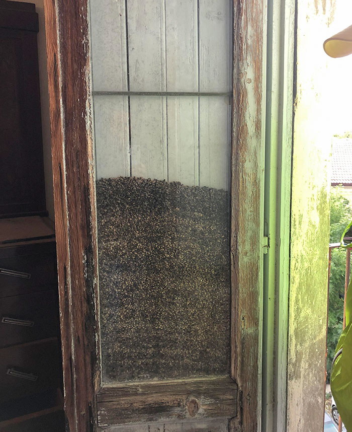 The Amount Of Flies Trapped In This Window Glass