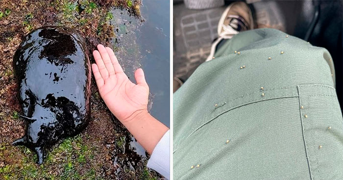 37 Creaciones horripilantes de la madre naturaleza que podrían causar pesadillas (nuevas fotos)