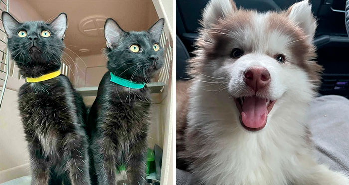 50 Soul-Warming Photos Of Newly Adopted Pets Embracing Their New Homes (June Edition)