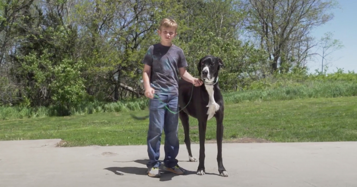 Meet Kevin, The World&rsquo;s Tallest Living Dog From West Des Moines, Iowa