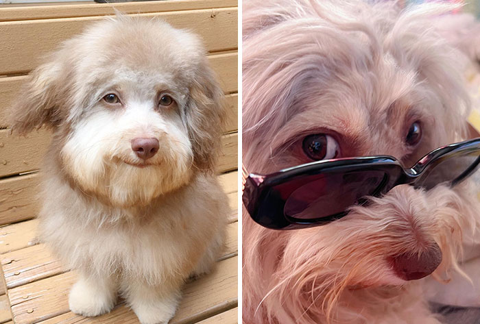 This Dog Has A Human-Like Face, And It’s Creating A Buzz Online