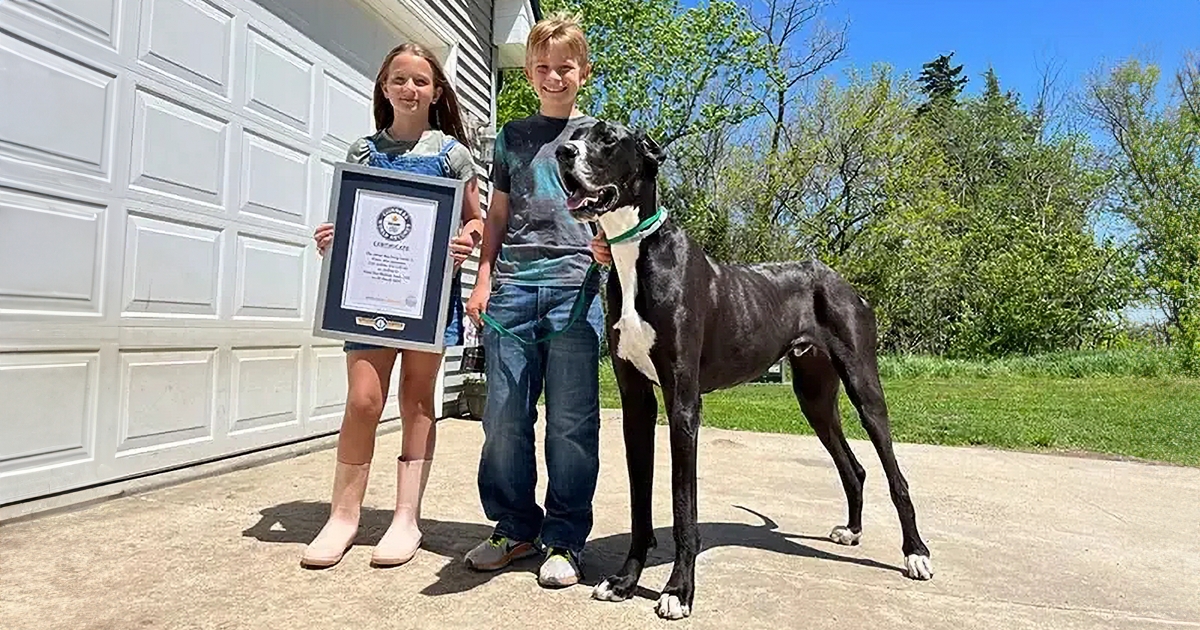 Meet Kevin, The World&rsquo;s Tallest Living Dog From West Des Moines, Iowa