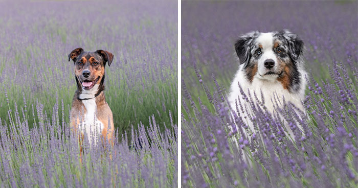 My Collection Of Photos Of Dogs In Lavender Fields That I Took (21 Pics)