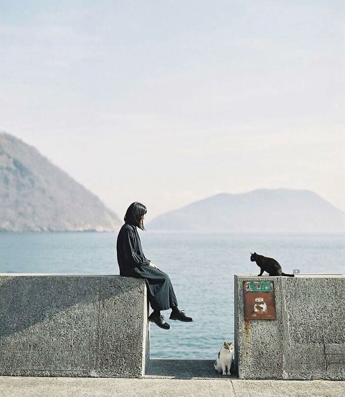 The Best Cat Photographs According To The Street Photographers Foundation (33 Pics)