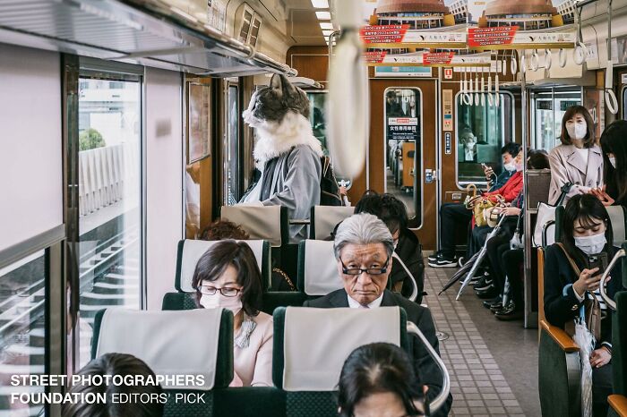 The Best Cat Photographs According To The Street Photographers Foundation (33 Pics)