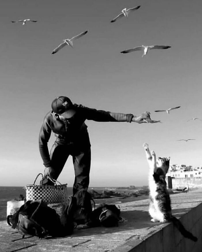 The Best Cat Photographs According To The Street Photographers Foundation (33 Pics)