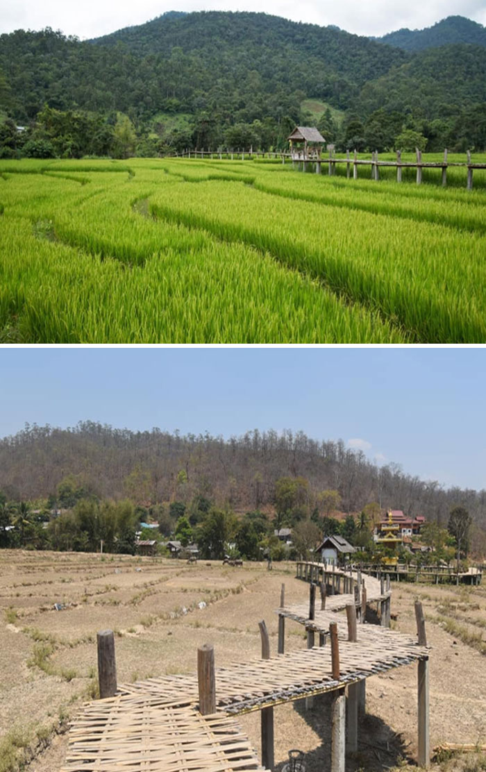 A Friend Went To Visit A Bamboo Bridge And Rice Field In Thailand That She Saw On Google, Unfortunately During The Dry Season