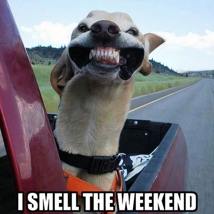 Dog grinning from car window with caption "I smell the weekend," perfect Happy Friday meme.