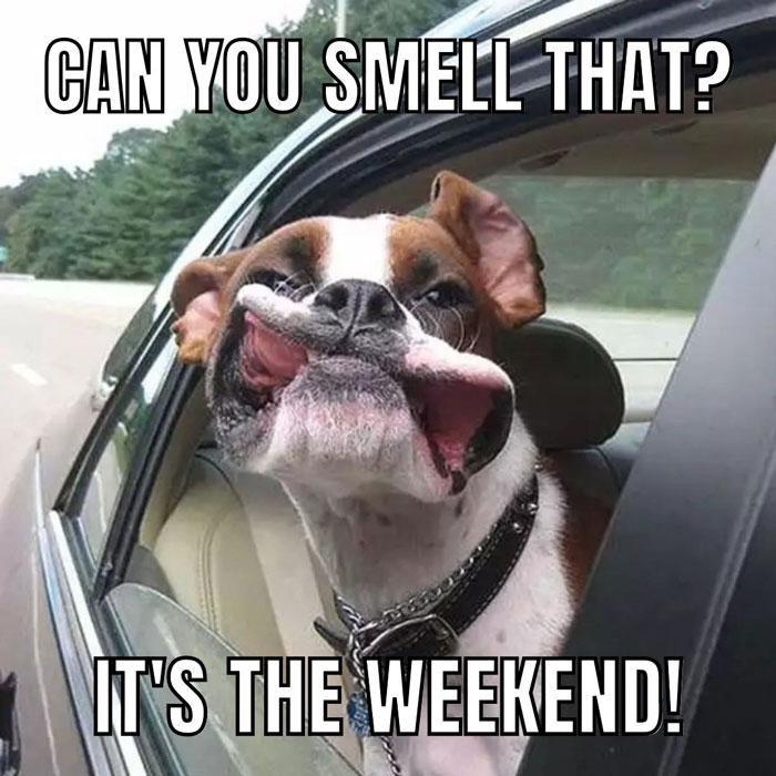 Happy Friday meme with a dog sticking its head out of a car window, enjoying the start of the weekend.