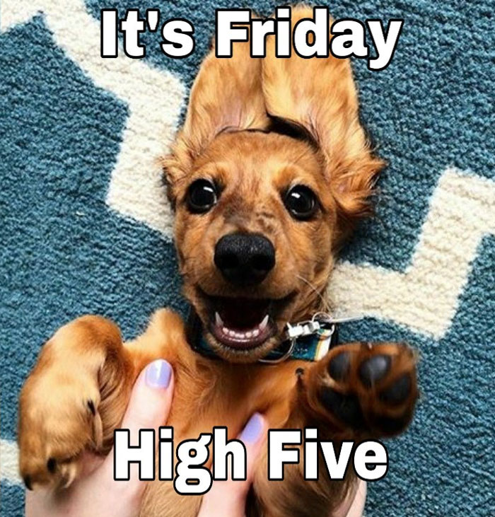 Happy Friday meme with a joyful puppy giving a high five.