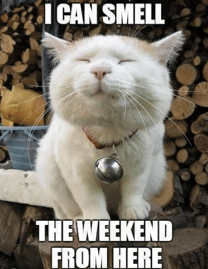 Happy Friday meme with a satisfied cat, eyes closed, enjoying the scent of the weekend while sitting near logs.