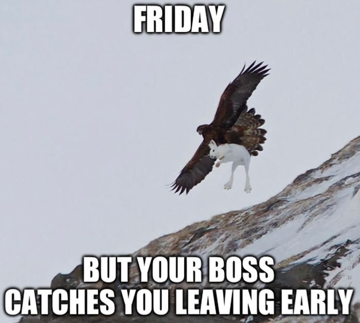 Eagle snatches goat, capturing "Happy Friday" meme humor about leaving work early.