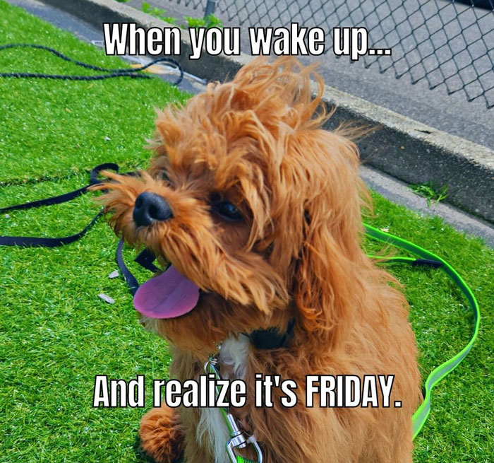 Happy Friday meme with a fluffy dog sitting on grass, tongue out, and text: "When you wake up... And realize it's FRIDAY."