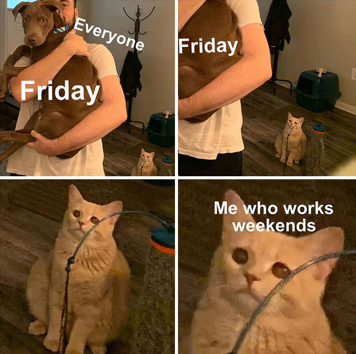 Cat and dog in Friday meme about weekend work, expressing different emotions.